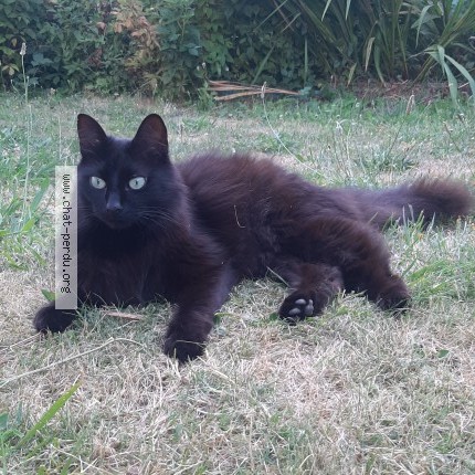 Photo de chat perdu à Concarneau
