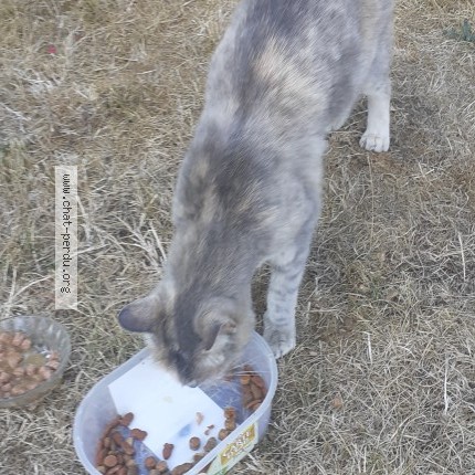 Photo de chat trouvé à Pabu