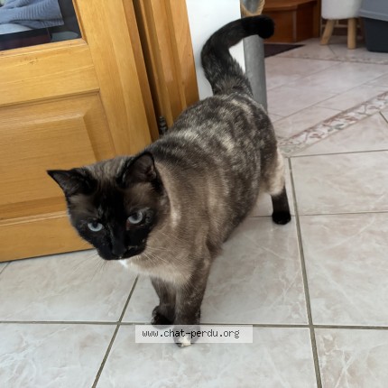 Photo de chat perdu à Pont De Metz