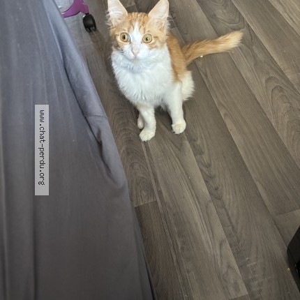 Photo 1/1 Chat retrouvé Perdu à Vaulx En Velin