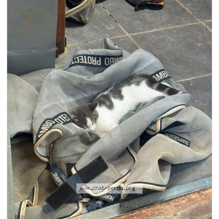 Photo 1/1 ratatouille Chat perdu à Annecy Le Vieux