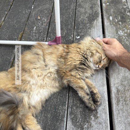 Photo de chat perdu à Huningue