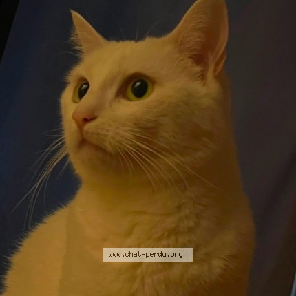 Photo de chat perdu à Nanterre