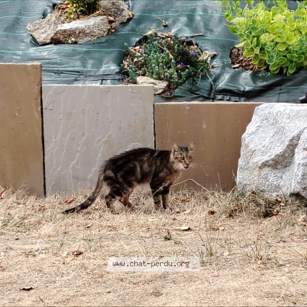 Photo 1/1 Chat trouvé Trouvé à Clisson