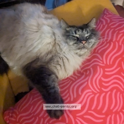 Photo de chat perdu à Les Breviaires