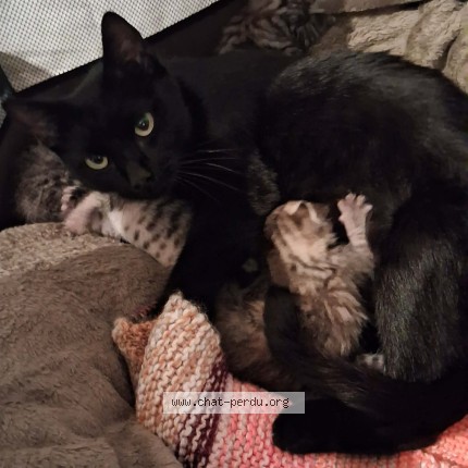 Photo de chat trouvé à Neuville Les Dames