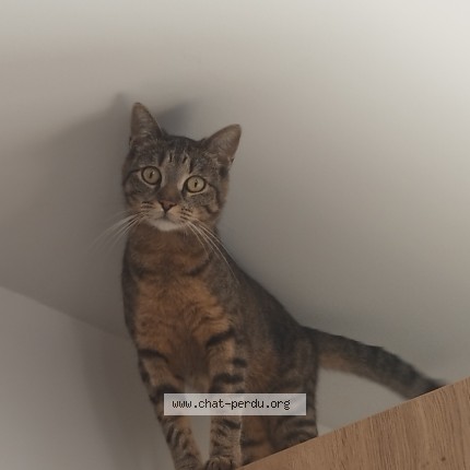 Photo de chat perdu à Les Hauts De Caux