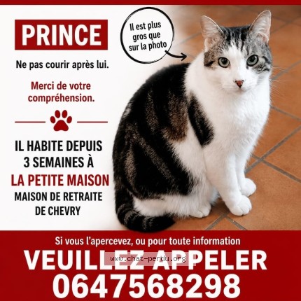 Photo de chat perdu à Chevry Cossigny