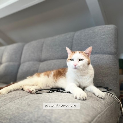 Photo de chat perdu à Reze