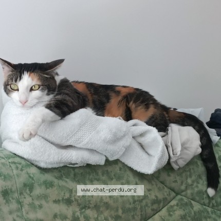 Photo de chat perdu à Les Sables D Olonne