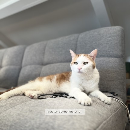 Photo de chat perdu à Reze