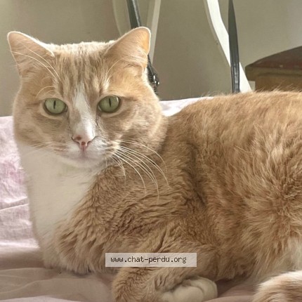 Photo de chat perdu à Sete