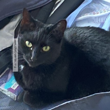 Photo 1/1 Chat retrouvé Perdu à Vaires Sur Marne