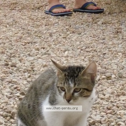 Photo de chat perdu à Egliseneuve