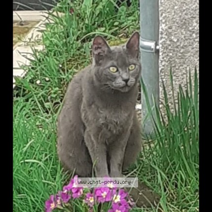Photo de chat perdu à Moree