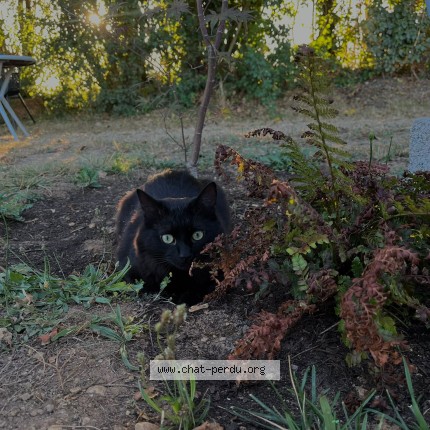 Photo 1/1 Black panthère Chat perdu à Les Eglises D Argenteui