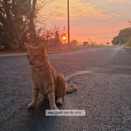 Photo de chat perdu à Belleserre