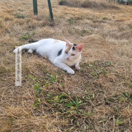 Photo de chat trouvé à Le Perray En Yvelines