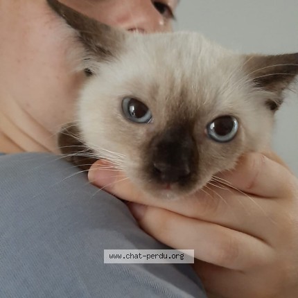 Photo de chat trouvé à Pezenas