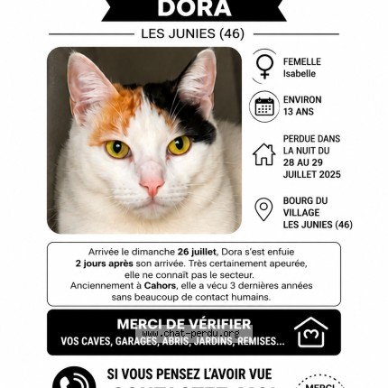Photo 1/1 dora Chat perdu à Les Junies