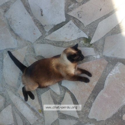 Photo de chat perdu à Creteil