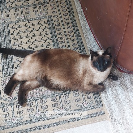 Photo 1/1 MIMO Chat perdu à Creteil