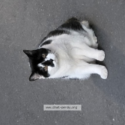Photo 1/1 Chat trouvé Trouvé à Arras