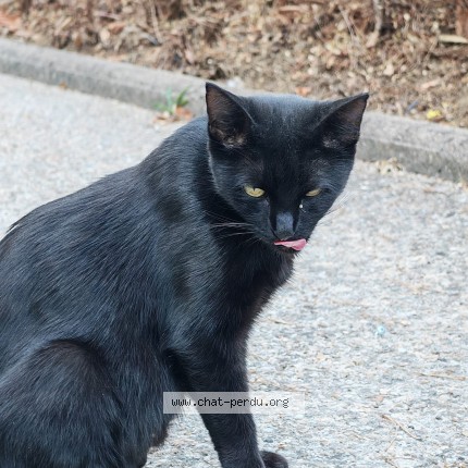 Photo de chat trouvé à 94700 Maisons Alfort