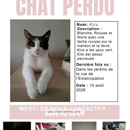 Photo 1/1 kira Chat perdu à Mouscron