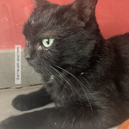 Photo de chat trouvé à Montreuil