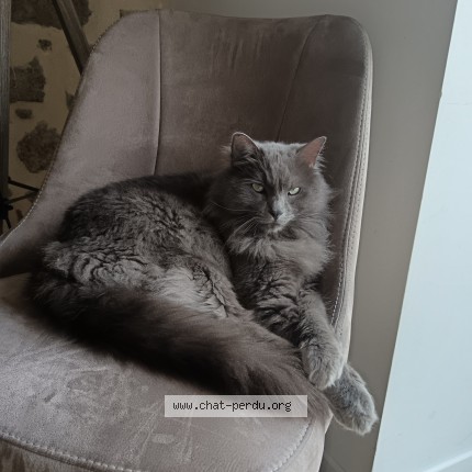 Photo de chat perdu à Jugon Les Lacs