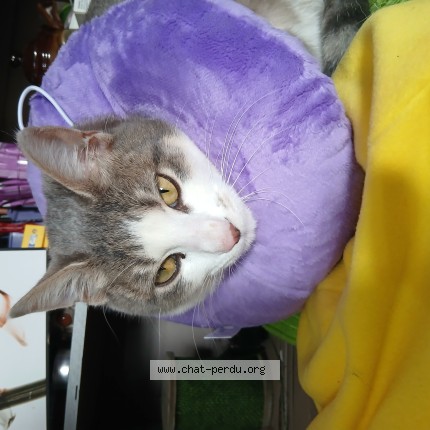 Photo 1/1 watoo Chat perdu à Seilhac