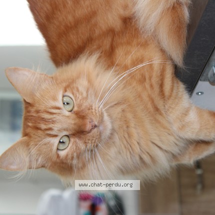 Photo de chat perdu à Salon De Provence