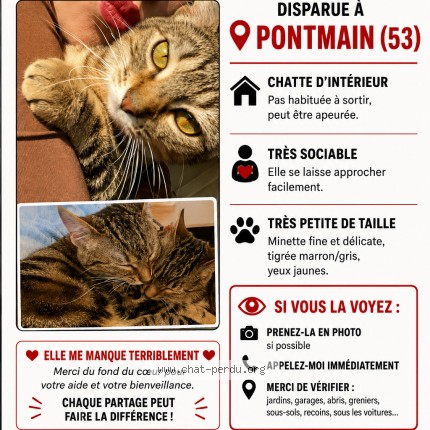 Photo 1/1 Vanny Chat perdu à Pontmain