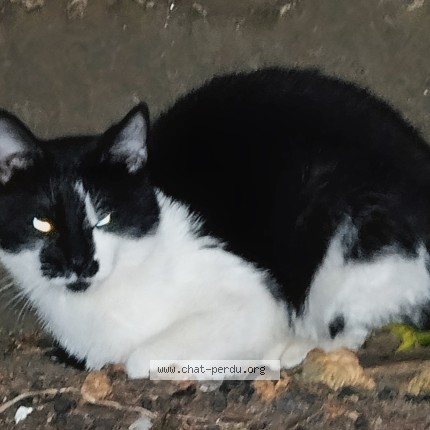 Photo 1/1 Chat trouvé Trouvé à Saint Josse Bruxelles