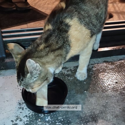 Photo de chat trouvé à Orban