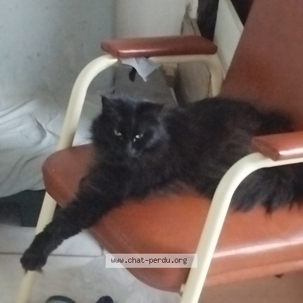 Photo 1/1 Chat retrouvé Perdu à Saint Samson La Poterie