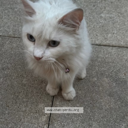 Photo 1/1 Chat retrouvé Trouvé à Viry Chatillon