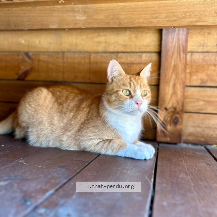 Photo de chat perdu à Tourcoing