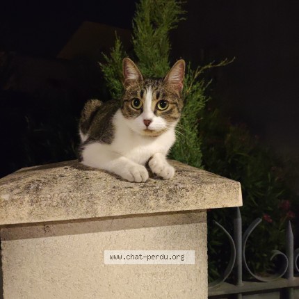 Photo de chat trouvé à Bordeaux