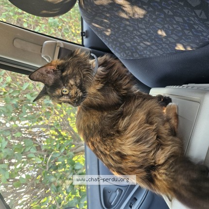 Photo de chat perdu à Frontignan
