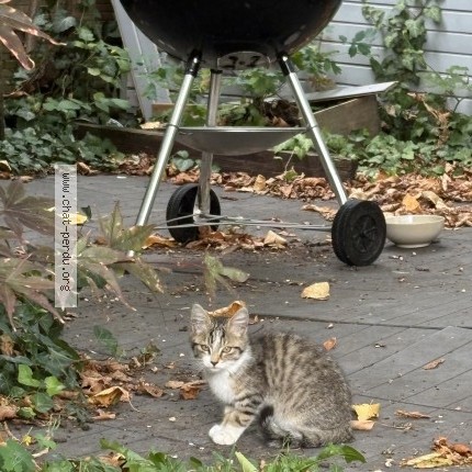 Photo de chat trouvé à Groslay