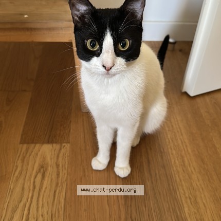 Photo de chat perdu à Drancy
