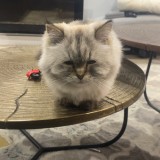 angela