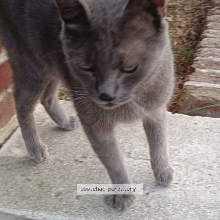 Photo de chat trouvé à Persan
