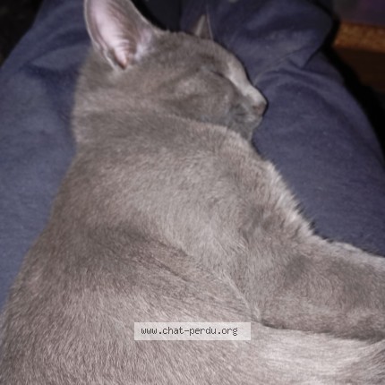Photo de chat perdu à Marennes Hiers Brouage
