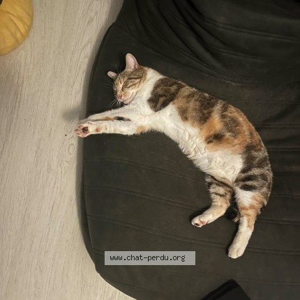 Photo 1/1 rillette Chat perdu à Esquay Notre Dame
