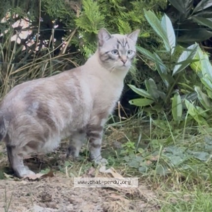 Photo de chat perdu à Le Raincy