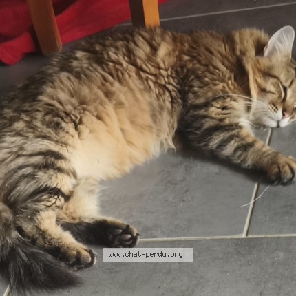 Photo 1/1 Chat retrouvé Perdu à Mouans Sartoux