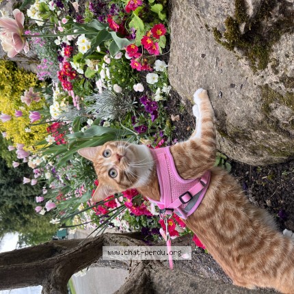 Photo de chat perdu à Pluneret